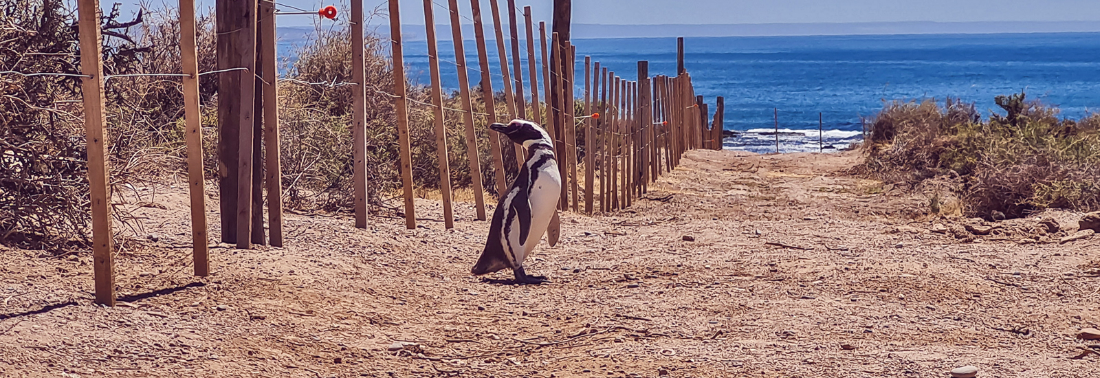 Matanza de pingüinos en Punta Tombo: organizaciones presentan querella penal