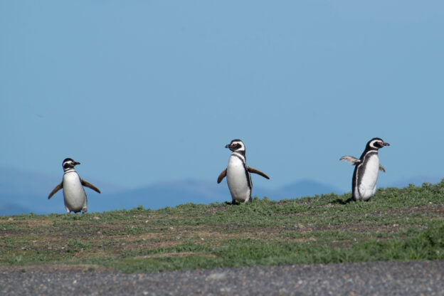 ecocidios de Pingüinos de Magallanes