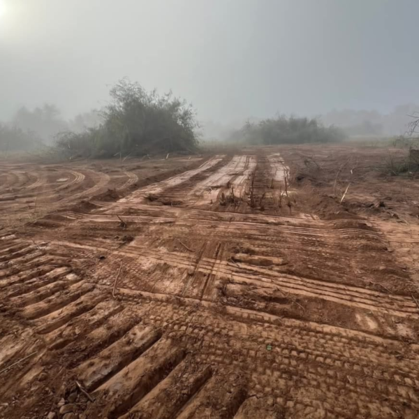 Desmonte en Charata, Chaco: exigimos una investigación urgente por la destrucción de bosque nativo