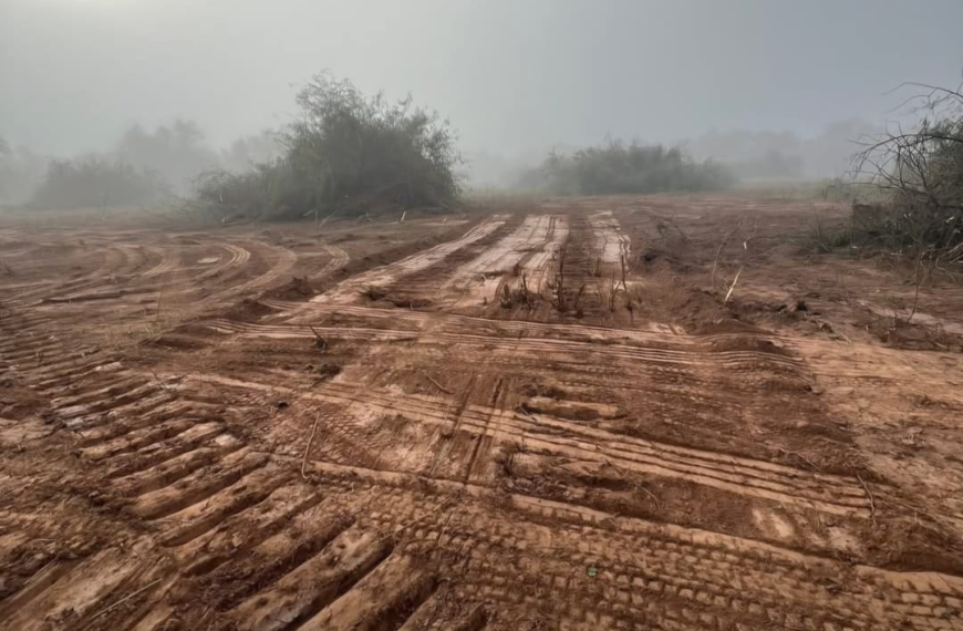 Desmonte en Charata, Chaco: exigimos una investigación urgente por la destrucción de bosque nativo